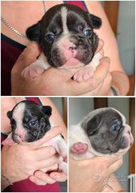 Cuccioli Bulldog francese