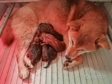 Cuccioli Shiba Inu con Pedigree