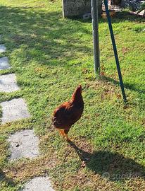 Gallo Araucana 5 messi