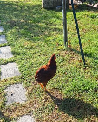 Gallo Araucana 5 messi