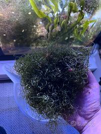 Chetomorpha acquario marino