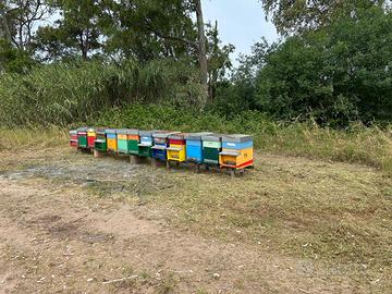 Arnia e famiglia Api