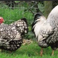 Galline wiandotte