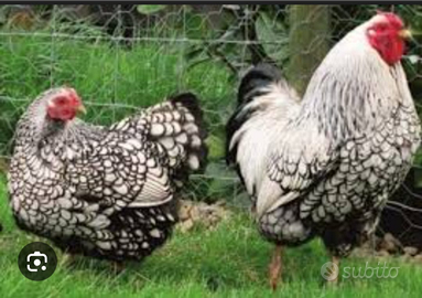 Galline wiandotte