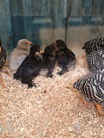 Pulcini cocincina nana