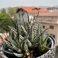 Pianta BABY Haworthia