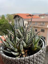 Pianta BABY Haworthia