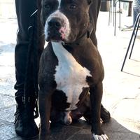 Pitbull black nose per monta