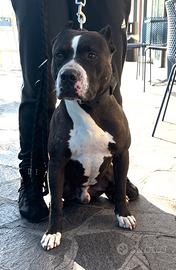 Pitbull black nose per monta