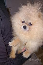 Spitz di pomerania Toy 1.5kg Pedigree CREMA