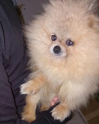 Spitz di pomerania Toy 1.5kg Pedigree CREMA