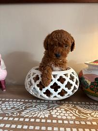 Cucciola di barboncino toy red con pedigree