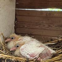 Colombe bianche pure