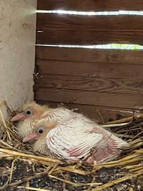 Colombe bianche pure