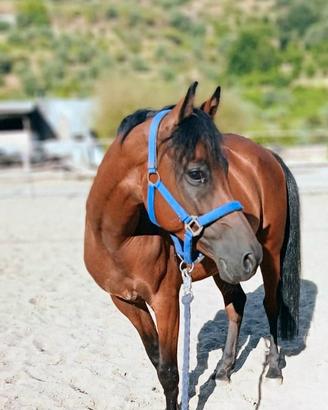 Pony sportivo