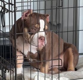 American Bully Pochet Fem