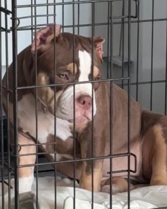 American Bully Pochet Fem