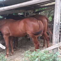 Puledra quarter horse