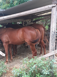 Puledra quarter horse