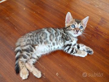Cuccioli di gatto razza 100% Bengala