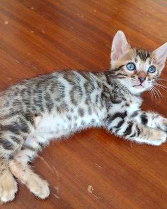 Cuccioli di gatto razza 100% Bengala