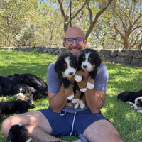 Cuccioli Bovaro del Bernese