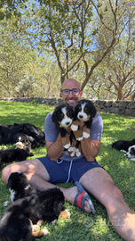 Cuccioli Bovaro del Bernese