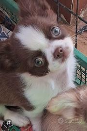 Maschio simil chihuahua