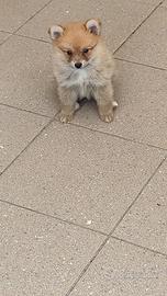 Cucciola