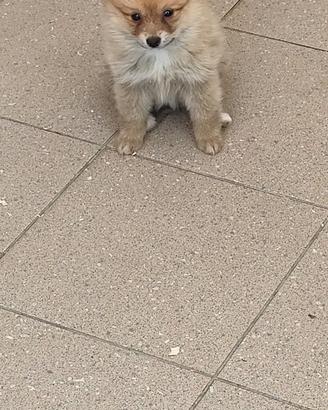 Cucciola