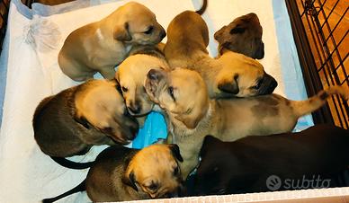 Cuccioli di cane