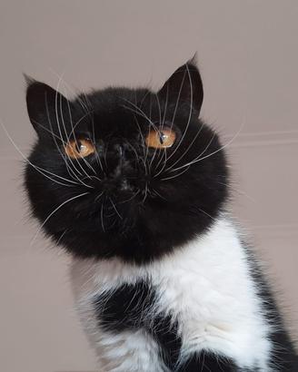 Exotic shorthair