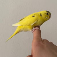 Scambi cocorite allevate a mano