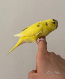 Scambi cocorite allevate a mano