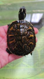 Tartarughe acquatiche