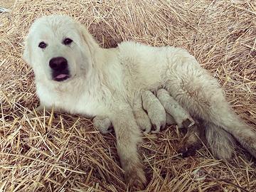 Cuccioli di pastore maremmano abruzzese