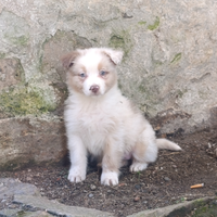 Pastore Australiano femmina