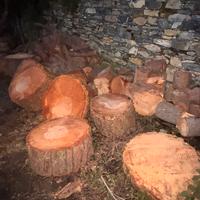 Legno di Pino Marittimo