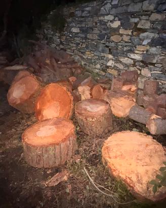 Legno di Pino Marittimo