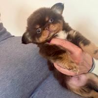 Chihuahua cioccolato e tan