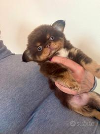 Chihuahua cioccolato e tan