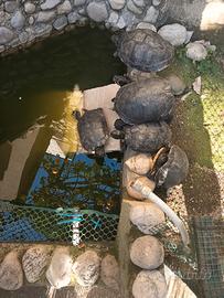 Tartarughe d'acqua