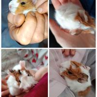 Cavie Peruviane Cuccioli