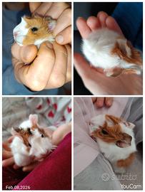 Cavie Peruviane Cuccioli