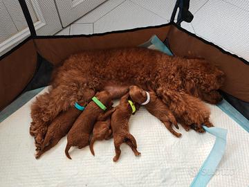 Cuccioli barboncino toy