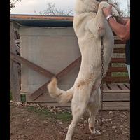 Pastore dell Asia centrale