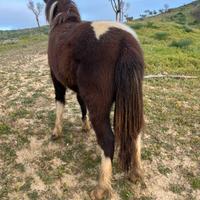 Cavalli pony