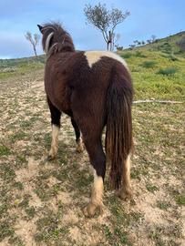 Cavalli pony