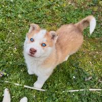 Cucciola Femmina Siberian Husky