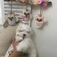 Maltese